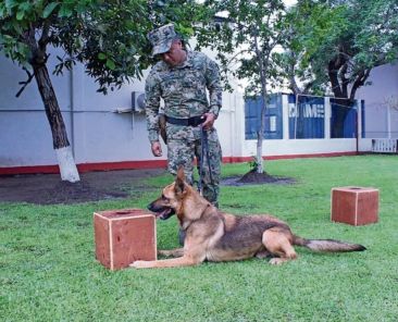 Binomios-caninos-de-la-Primera-Region-Naval-aseguran-cerca-de-una-tonelada-de-drogas