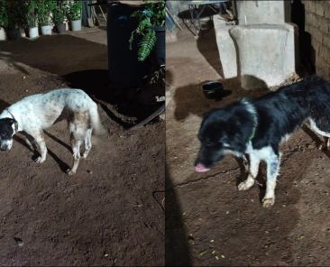 En-Ahome-Sinaloa-hombre-dispara-a-tres-perros-en-El-Carrizo-uno-muere