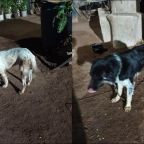 En-Ahome-Sinaloa-hombre-dispara-a-tres-perros-en-El-Carrizo-uno-muere