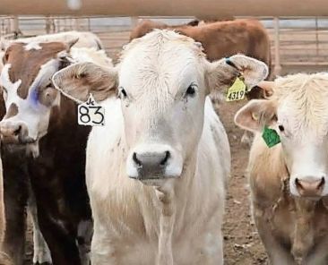 Ganaderia-mexicana-reanudaran-exportaciones-a-EU-a-fines-de-agosto-tras-cierre-por-gusano-barrenador-perdidas-estimadas-en-592-mdd