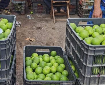 Precio-del-limon-se-desploma-en-Yucatan-y-pone-en-riesgo-a-los-productores
