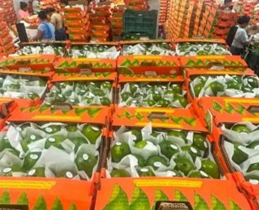 Productores-de-Papantla-exportan-limon-persa-a-EU-y-Rusia-inician-envios-a-McAllen-y-Moscu
