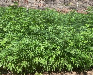 Semar-erradica-e-incinera-dos-plantios-de-marihuana-en-el-sur-de-Tijuana
