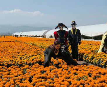 arranca-en-cdmx-la-venta-de-cempasuchil-con-una-produccion-historica-de-10-millones-de-flores