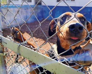 proponen-reconocer-como-violencia-familiar-el-uso-de-animales-de-compania-para-intimidar